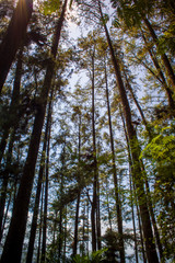 Beautiful of a green forest with trees in the early morning, Sun rays through the trees