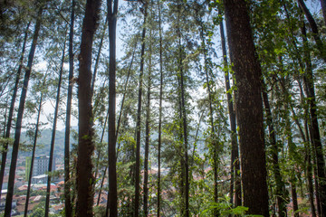 Beautiful of a green forest with trees in the early morning, Sun rays through the trees