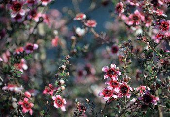 Beautiful Australian native pink tea tree flowers, Leptospermum scoparium, family Myrtaceae.  Endemic to south eastern Australia in NSW, Victoria and Tasmania.