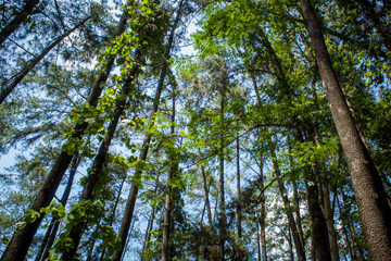 Beautiful of a green forest with trees in the early morning, Sun rays through the trees