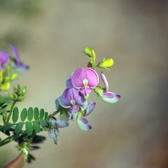 Yellow buds and pink and purple Australian Indigo flowers, Indigofera australis, family fabaceae. Widespread in woodland and open forest in New South Wales, Queensland, Victoria, SA, WA and Tasmania