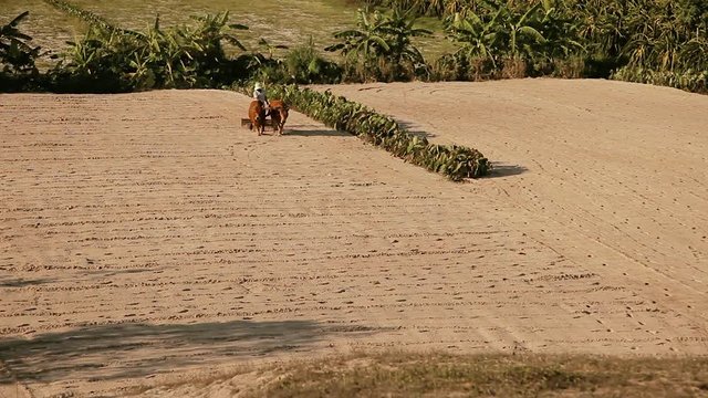 Male Asian plowman in a hat plows a field