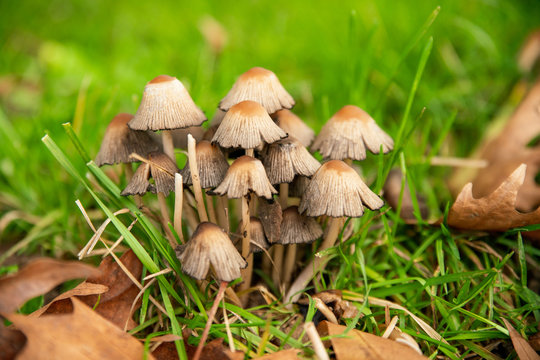 Cluster of Coprins, small beige mushrooms in the meadow