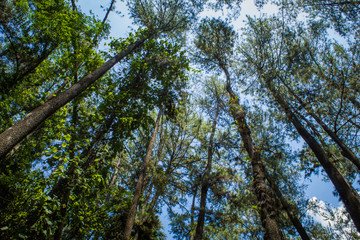 Beautiful of a green forest with trees in the early morning, Sun rays through the trees