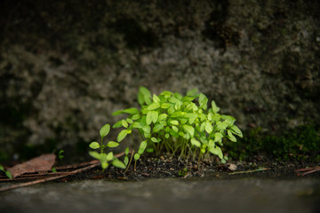 Obraz na płótnie Canvas Small tuft of young plant emerging from the stone