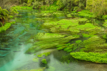 ニュージーランド　プタルルにあるブルースプリングの澄んだ川の水と水草