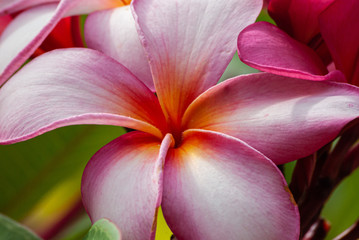 Frangipani Blossoms