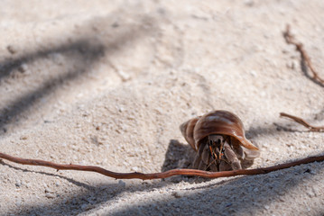 Crab on the beach