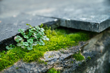 Soothing Mink Moss and a small plant, against slabs of a pretty blue