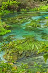ニュージーランド　プタルルにあるブルースプリングの澄んだ川の水と水草	