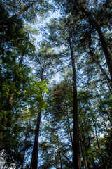 Obraz premium Beautiful of a green forest with trees in the early morning, Sun rays through the trees