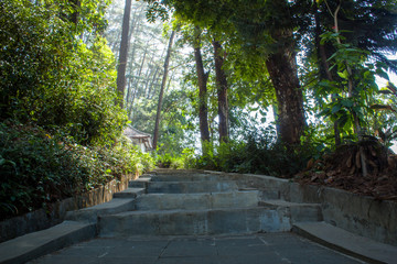 Beautiful of a green forest with trees in the early morning, Sun rays through the trees