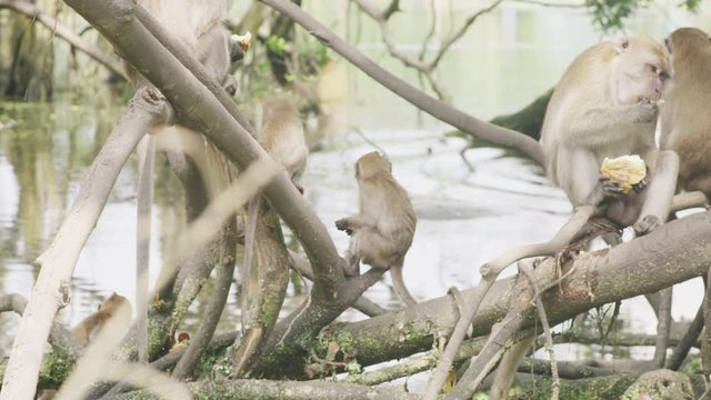 groups of asian monkey living in wild nature