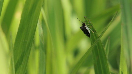 bug on leaf