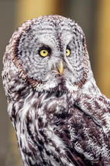 portrait of an owl