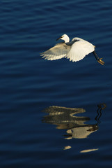 White heron in flight. White large bird above the surface with reflection in the water. Heron with open wings.