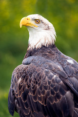 portrait of an eagle