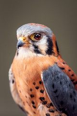 bird of prey