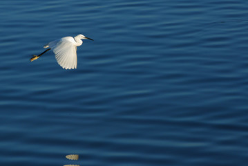 White heron in flight. White large bird above the surface with reflection in the water. Heron with open wings.