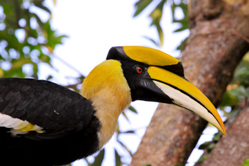 Great hornbill in remote evergreen, Thailand
