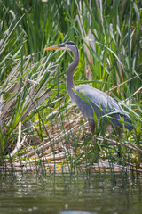 Great Blue Heron 3