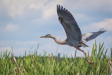 Great Blue Heron 6