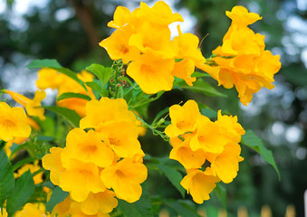 Tecoma stans , Yellow bell, Yellow elder flowers