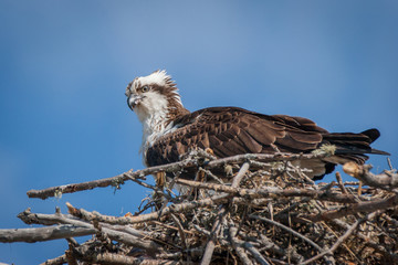 Osprey 2