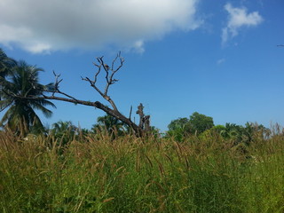 tree in the field