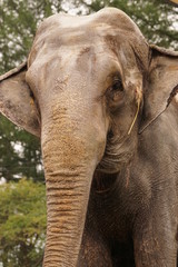 Fototapeta premium アジアゾウ