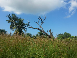 tree in the field