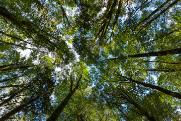 ニュージーランド　フィヨルドランド国立公園のビーチフォレスト