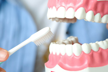 hands of a dentist, he is demonstrating how to brush your teeth properly. To clean the teeth and oral cavity.