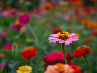 Colorful zinnia flowers in the garden