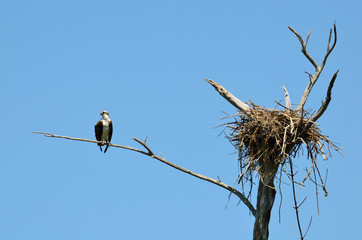 osprey perched next to nest