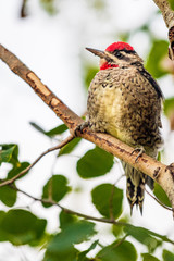 woodpecker on branch