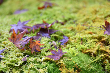 苔と落ち葉