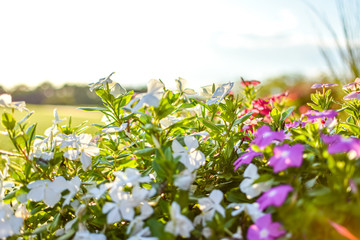 Beautiful flowers in a garden landscape at golden hour.