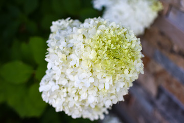White Hydrangeas at golden hour.