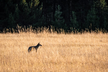 coyote at sunset