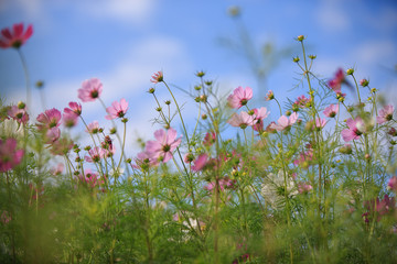 Obraz na płótnie Canvas field of pink cosmos flowers