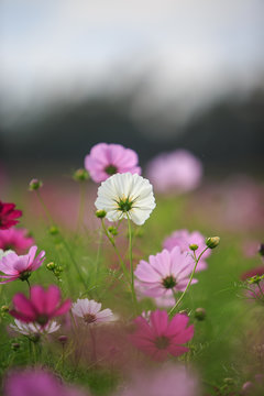 pink flowers in the garden