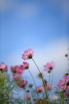 pink flowers on background of blue sky