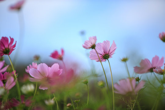 pink flowers on a background of blue sky