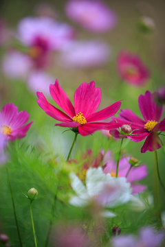 pink flowers in the garden