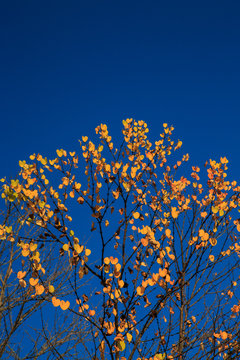 yellow flowers on background of blue sky