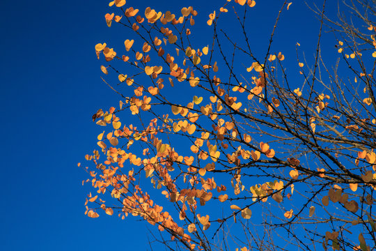 yellow leaves and blue sky