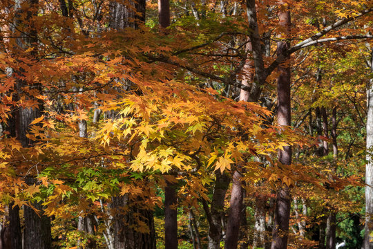 autumn in the park