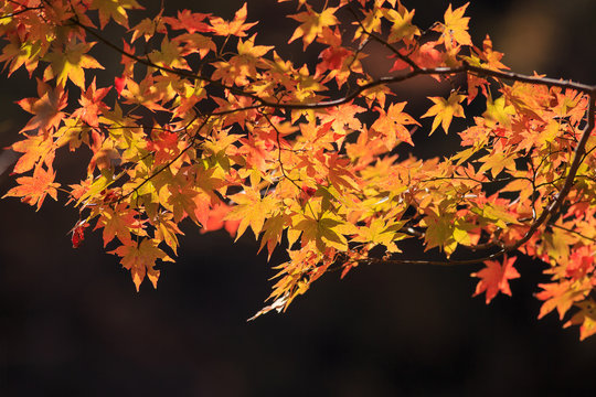 autumn leaves on black background