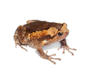 Frog white background
